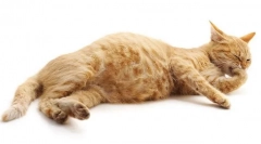 Kako saznati na kojem datumu trudnoće cat?